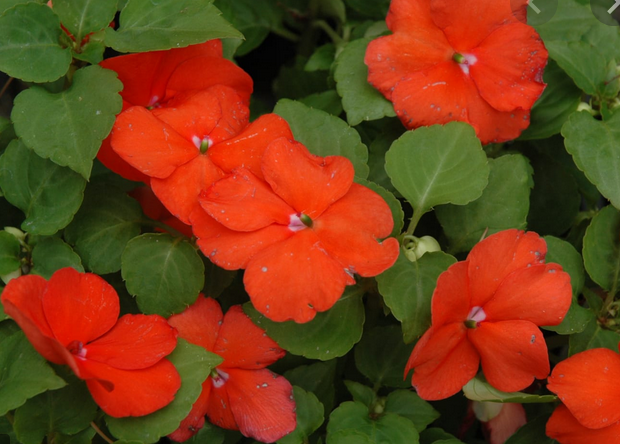 Impatiens, Flat (24 Plants) | Stony Hill Flowers