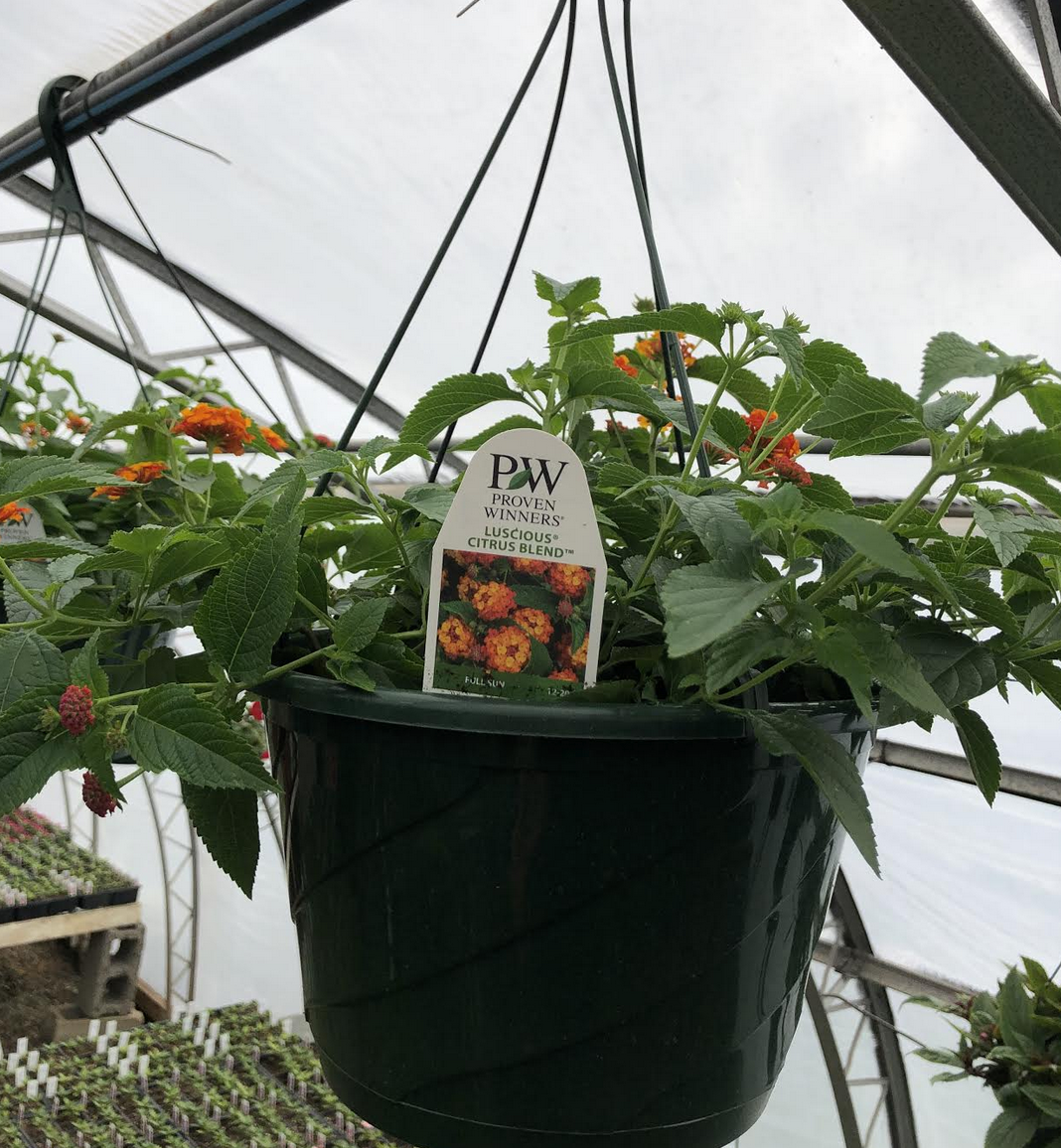 Lantana, Hanging Basket 10'' | Stony Hill Flowers